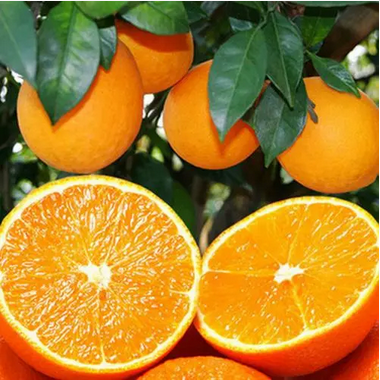 贛南(nán)臍橙80-90号