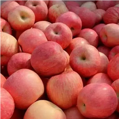 山(shān)東(dōng)紅(hóng)富士蘋果90号